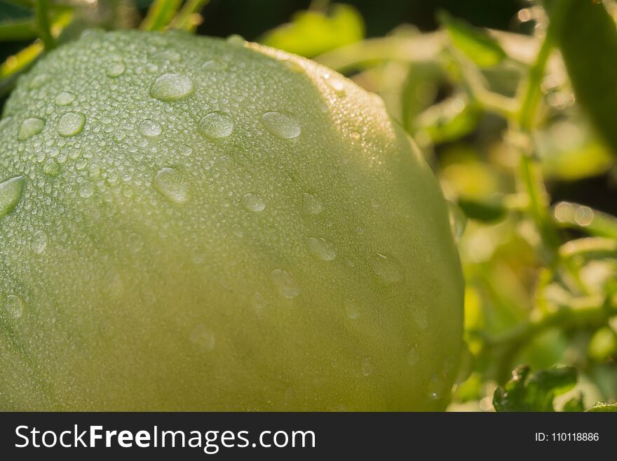 Green Tomato and Waterdrops