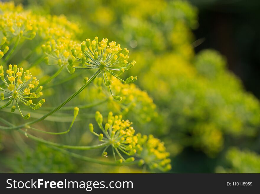Inflorescence Of Dill