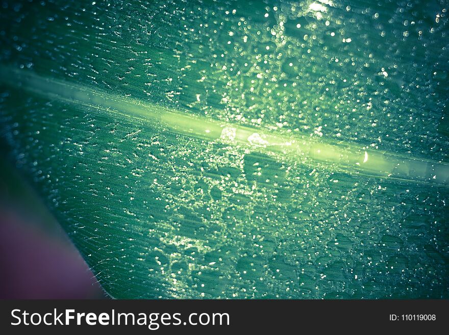 Leaves with Water Drops Macro