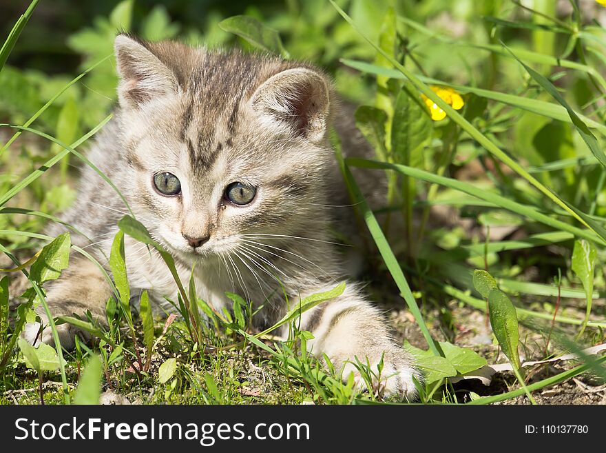 Cute grey striped kitten playing outdoor at the sunny day. Cute grey striped kitten playing outdoor at the sunny day.