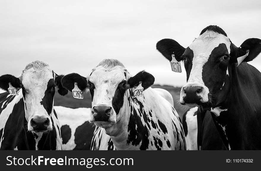 Grayscale Photography of Three Cows