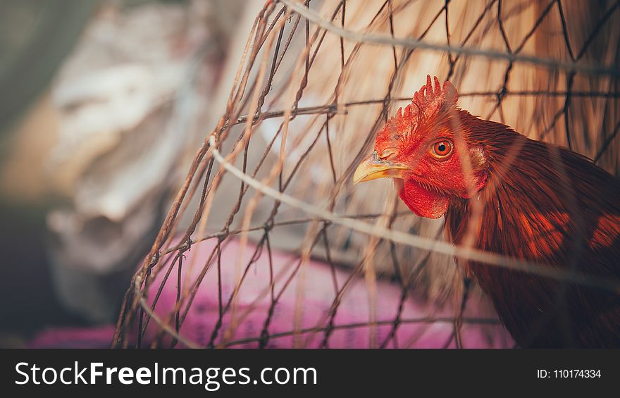 Red Rooster on Brown Wooden Cage