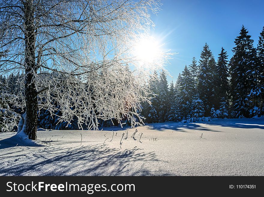 Snow Covered Pine Trees At Daytime