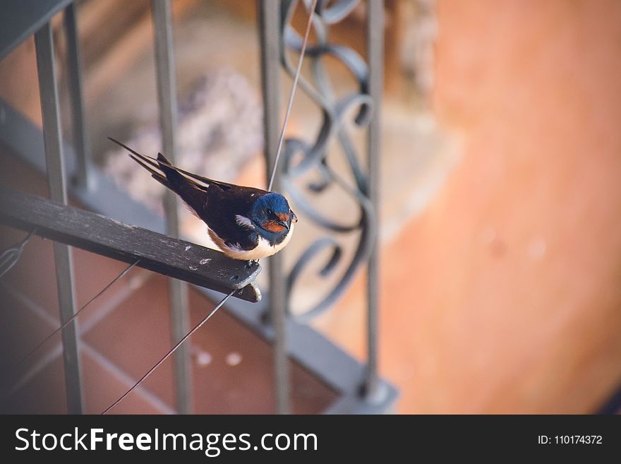 Blue and Black Bird on Top of Metal Frame