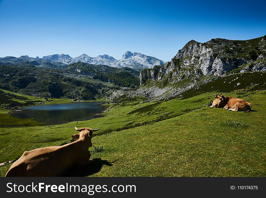 Two Brown Cattle Lying on Grass