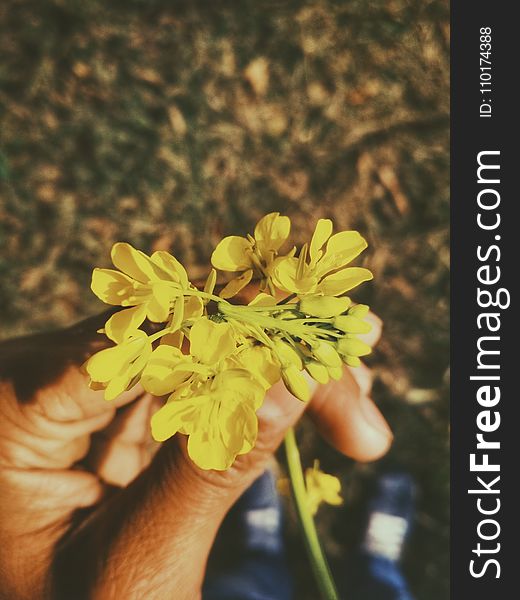Person&x27;s Left Hand Holding Cluster Petaled Yellow Flower
