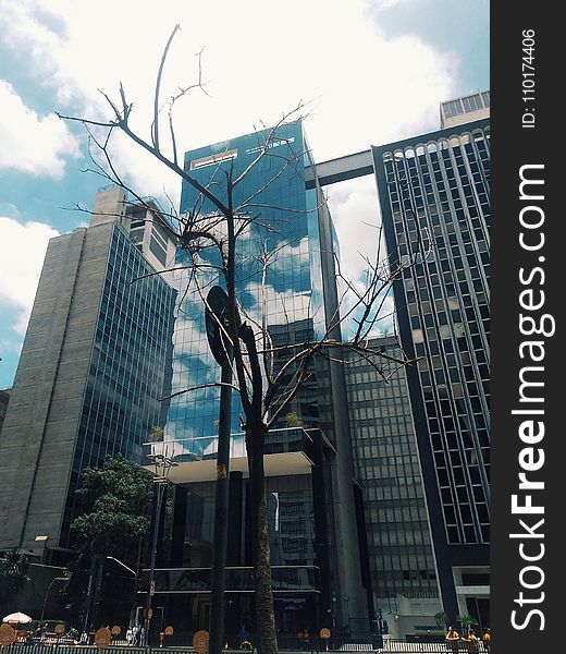 Tree With No Leaf With Building Background