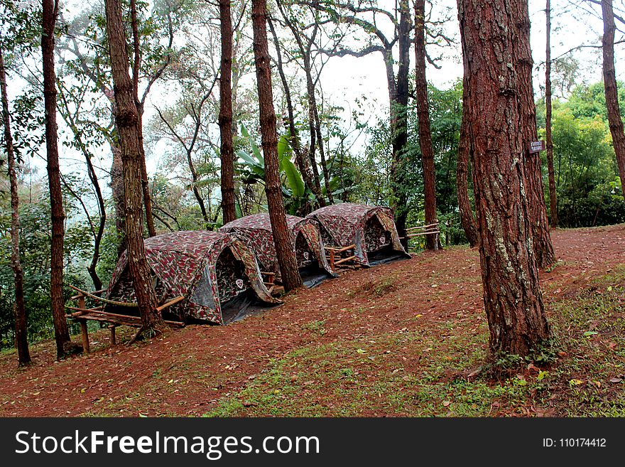 Three Brown Tents Beside Green Leaf Trees