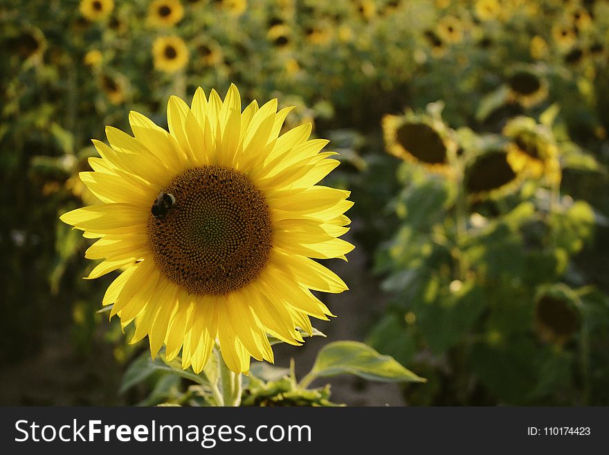 Selective Focus Photo of Yellow Sunflower
