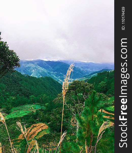 Green Leaf Tree Beside Mountain on Daytime