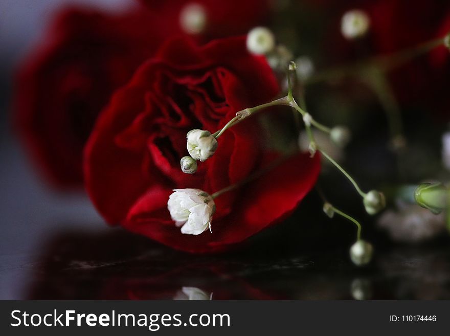 Red Rose Flower and White Baby&#x27;s-breath Flower