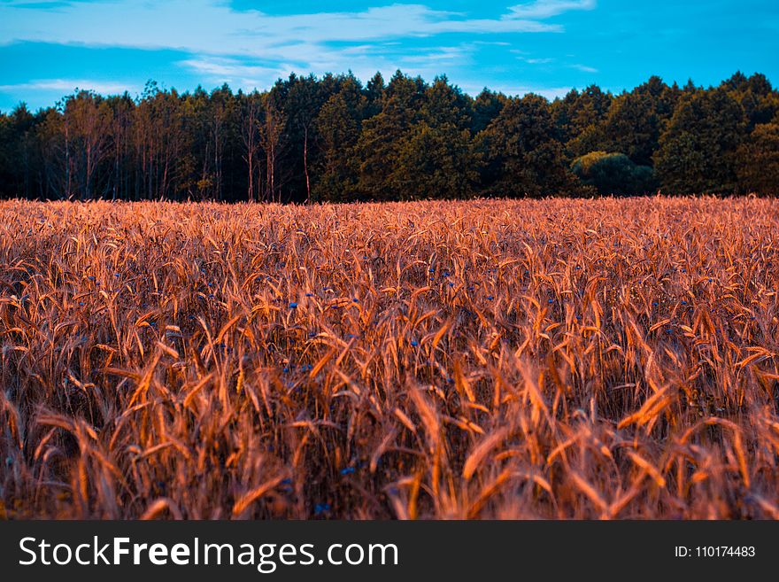 Cropland