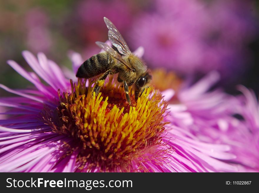 Bee On Flower.