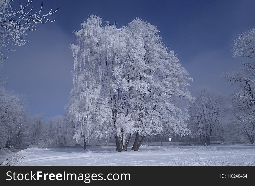 Tree Covered By Snow