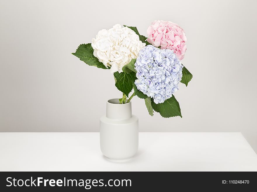 Three White, Blue, and Pink Petaled Flowers in White Vase