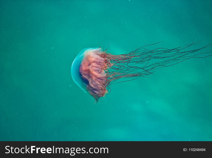 Pink Jellyfish On Water