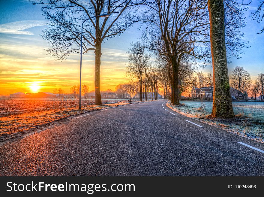 Bare Tree Near Road