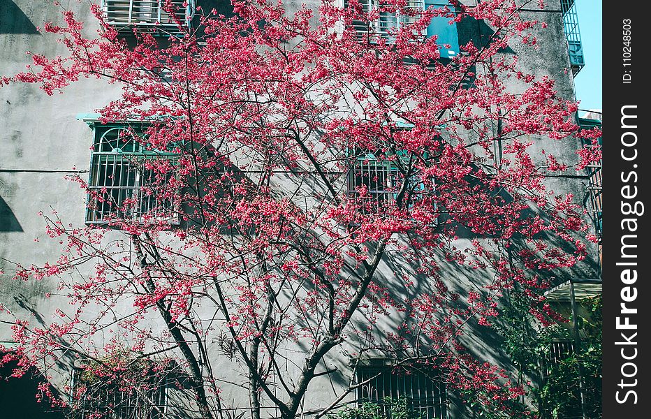 Pink Leaf Tree