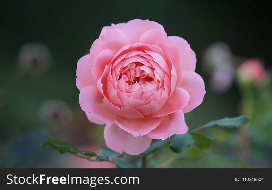 Shallow Depth of Field Photo of Pink Rose Flower