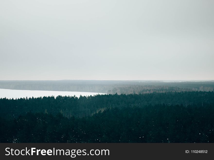 Green-leaf Trees