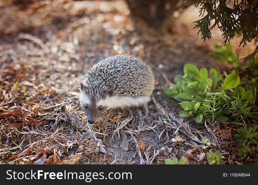 Gray and White Hedgehog on Brown Leafs Photography