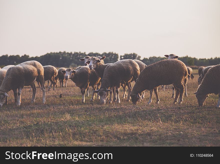 Wildlife Photography of Herd of Sheep