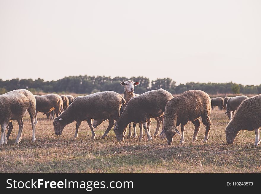 Herd of Sheep