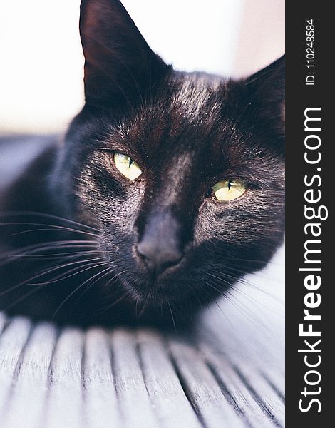 Short-coated Black Cat Photography