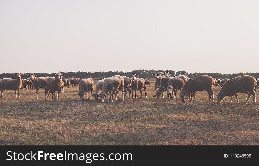 Herd Of Sheep Taken Under White Sky