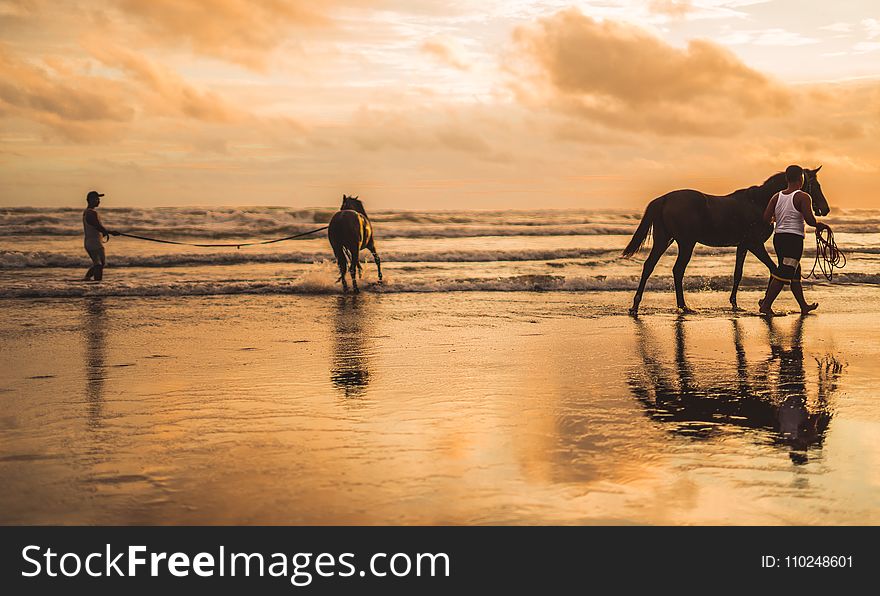 Two Horses On The Beach