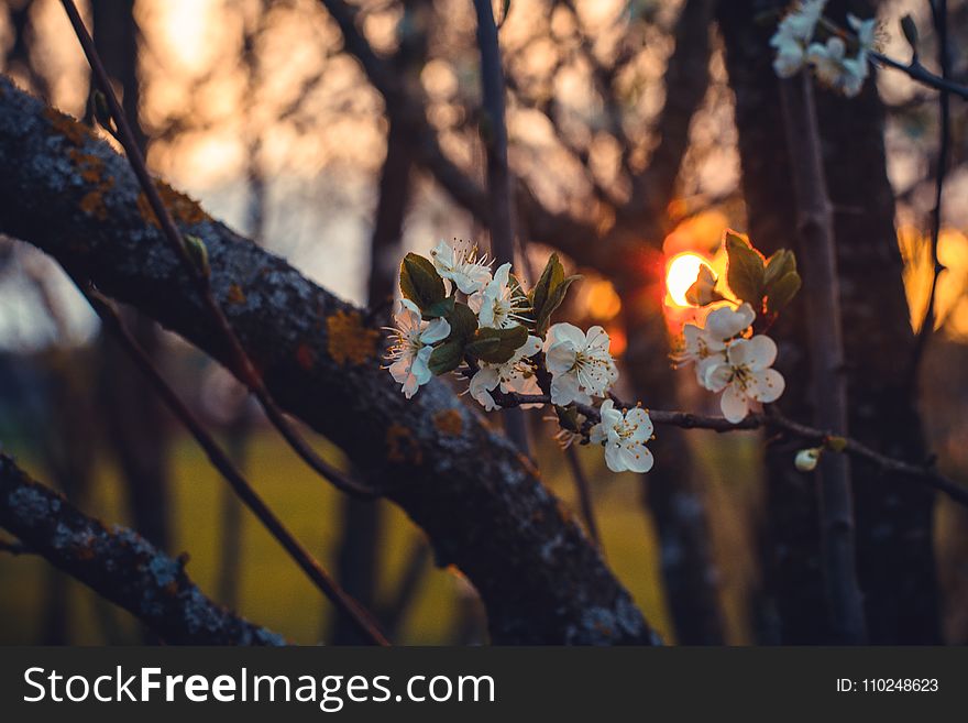 Selective Focus Photography of White Cherry Blossoms at Sunset