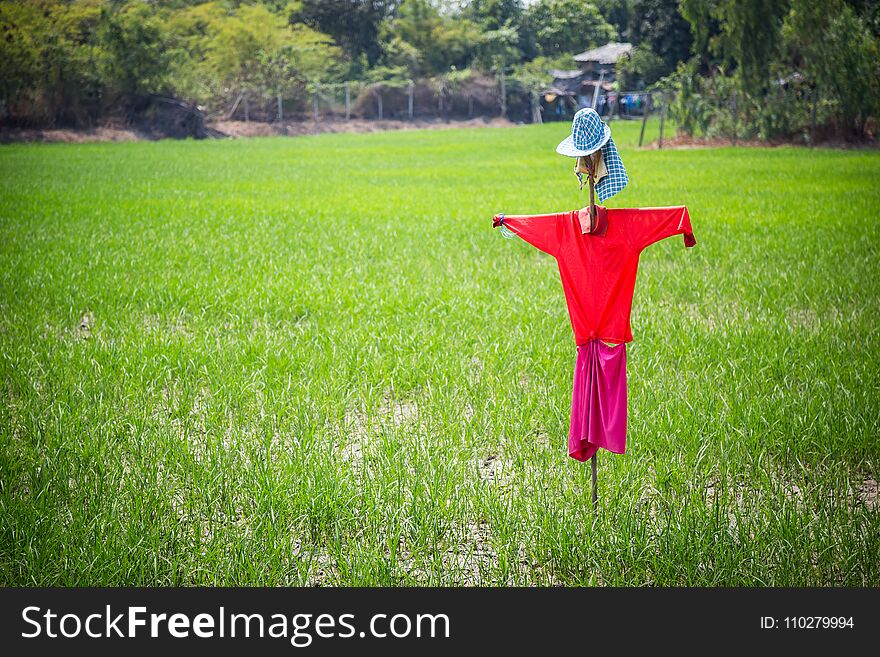 Scarecrow in rice fields in harvest. Scarecrow in rice fields in harvest.