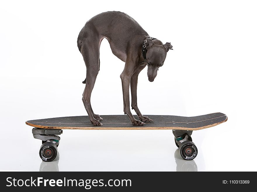 Italian Greyhound on a skateboard on white