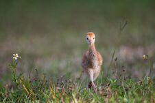 Few Day Old Sandhill Crane Learns To Walk Royalty Free Stock Photography