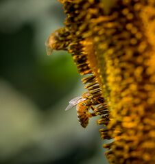 Honey Bee Digs Through Disk Flowers To Get To Pollen Royalty Free Stock Photography