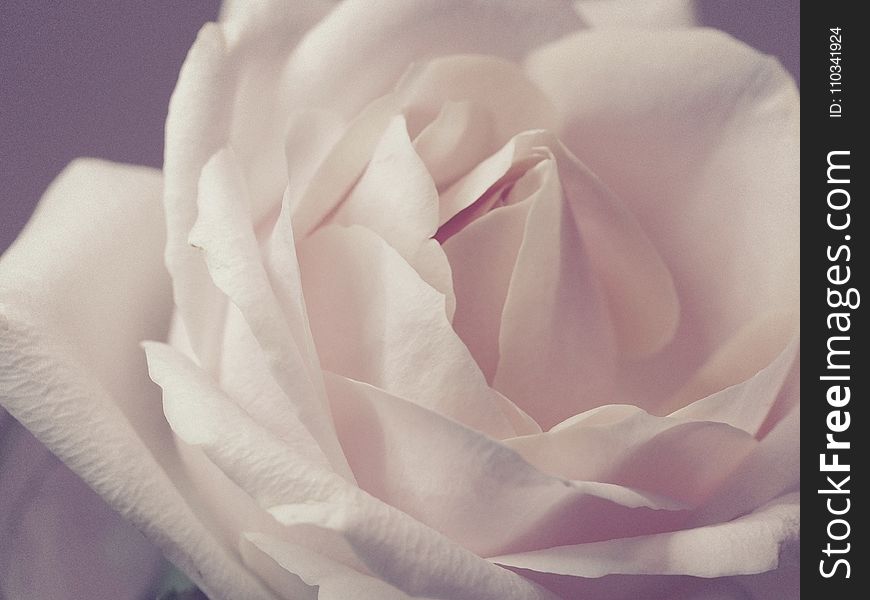 Closeup Photo Of White Rose