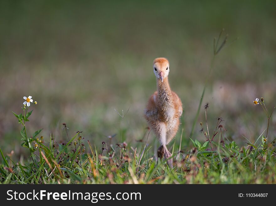 Few day old sandhill crane learns to walk in Spring