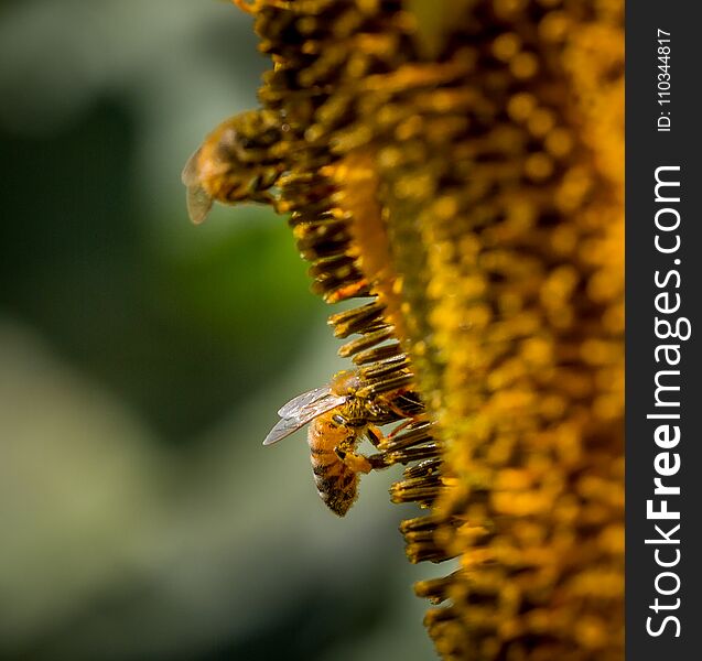 Honey bee digs through disk flowers to get to pollen on a sunflower