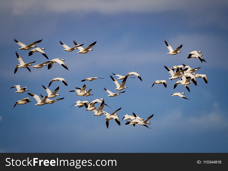 Huge flock of migrating snow geese in the blue sky in Bosque de Apache