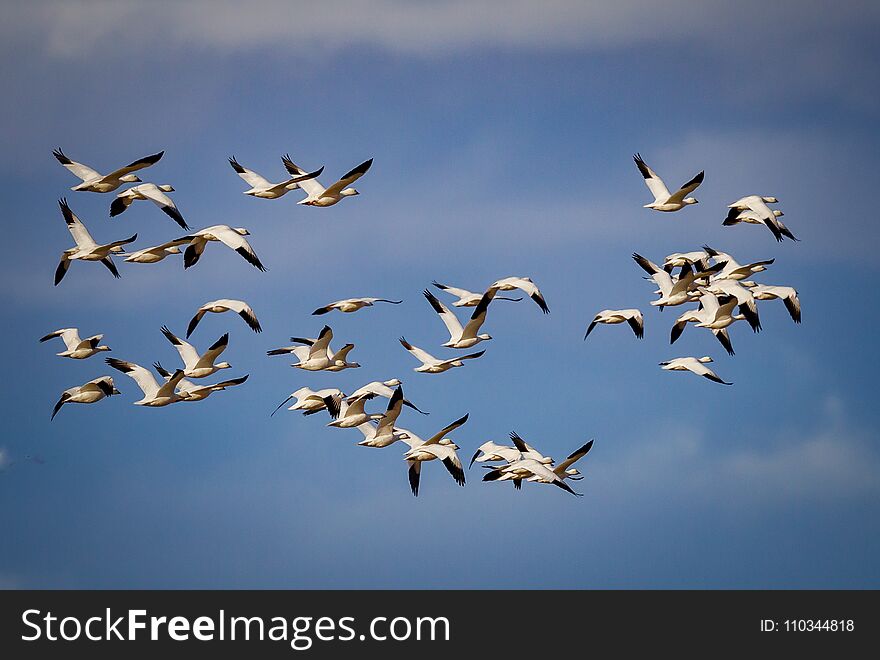 Huge flock of migrating snow geese in the blue sky