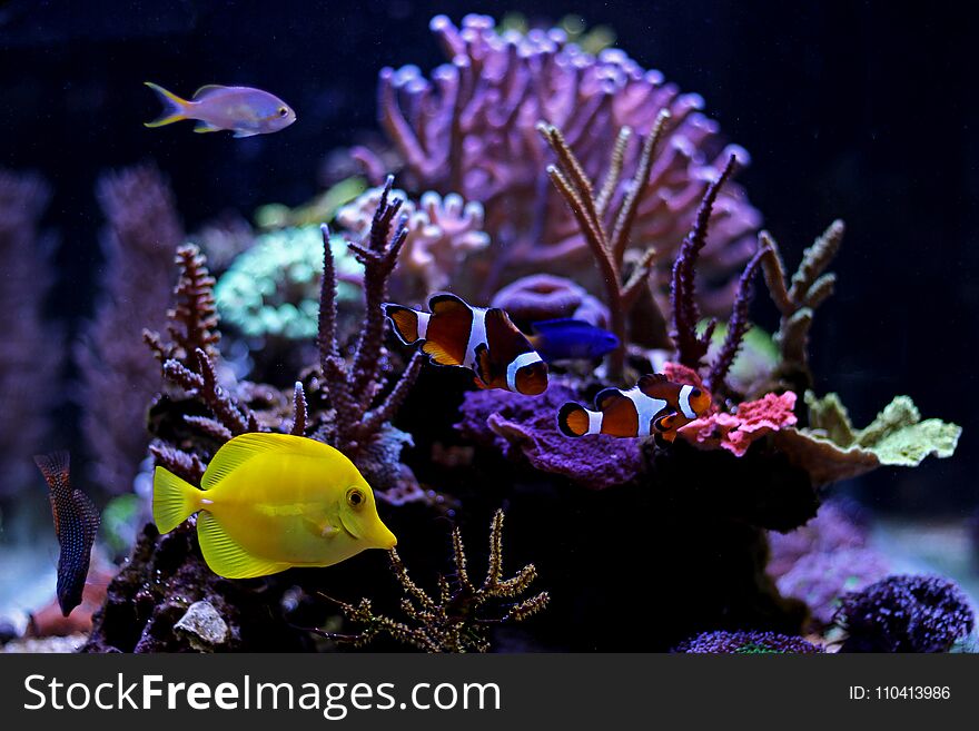 Marine fishes in Coral reef aquarium tank