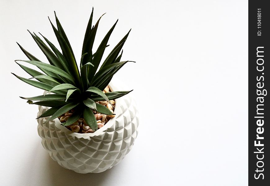 Green Plant on White Vase