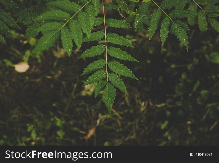 Green Leafed Tree