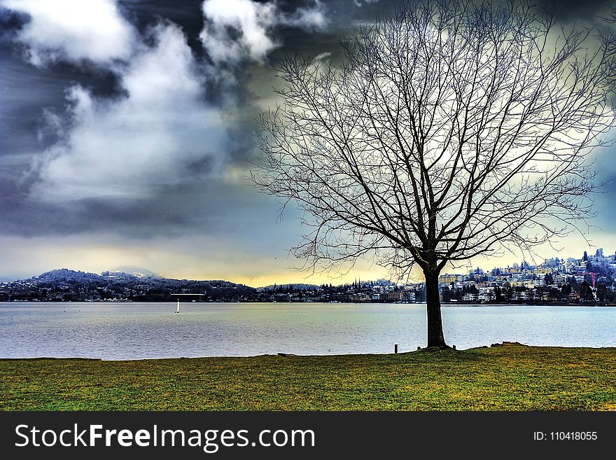 Silhouette of Leafless Tree Beside Water during Cloudy Sky