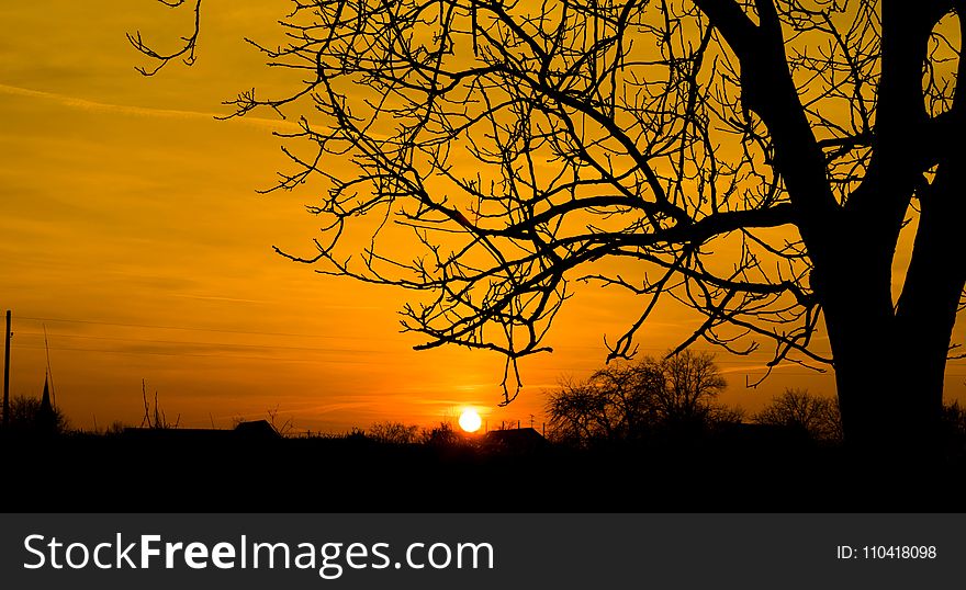 Silhouette Photo of Bare Tree