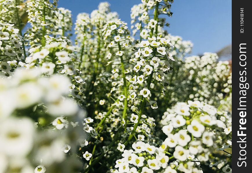 White Verbena Flowers