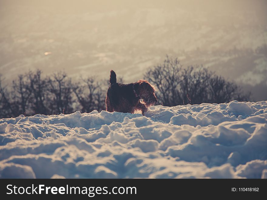Photography of Long-coated Brown Dog Standing on Snow Covered Floor