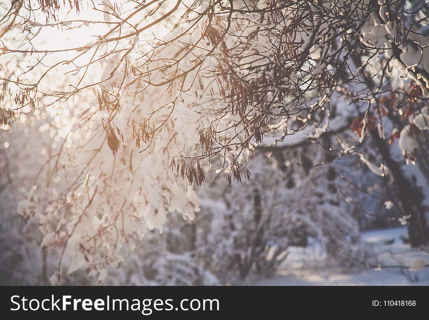 Closeup Photo of Tree Branch With Snow