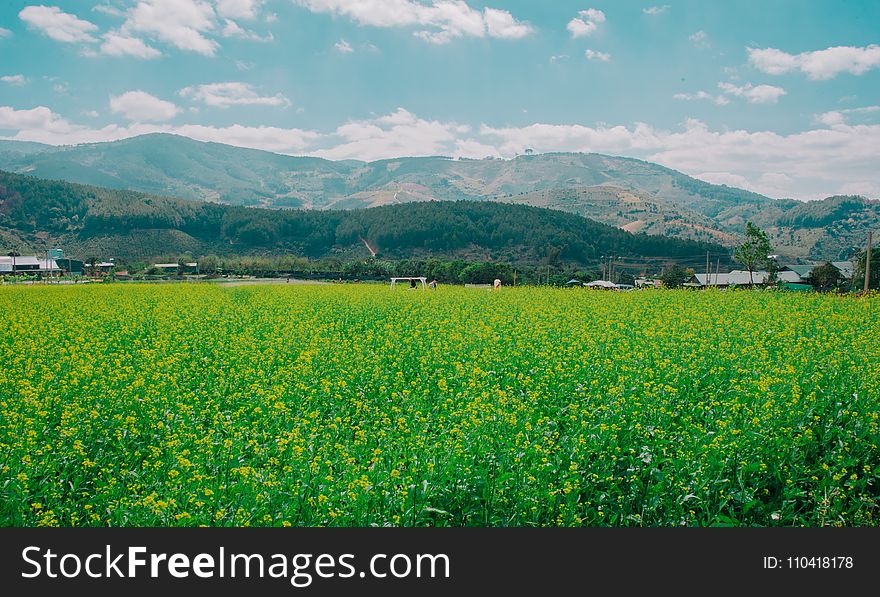 Green Grass Field Under White And Blue Sky