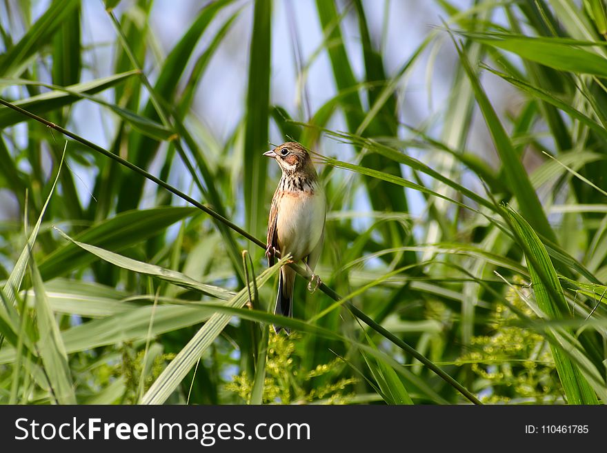 Bird, Fauna, Ecosystem, Beak